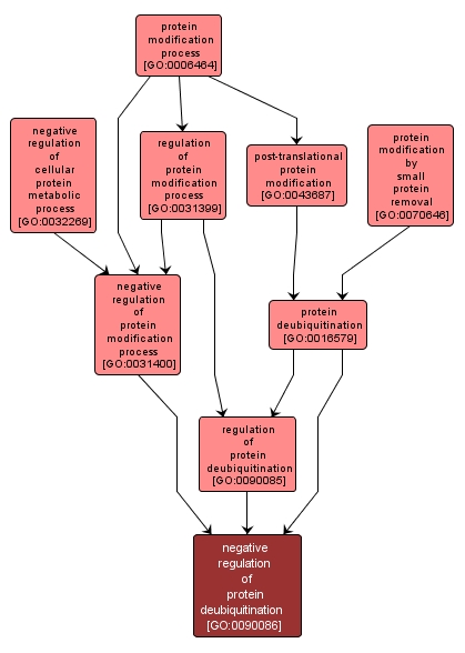 GO:0090086 - negative regulation of protein deubiquitination (interactive image map)