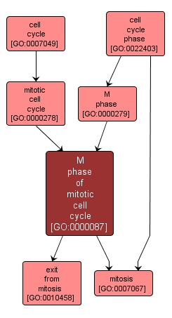 GO:0000087 - M phase of mitotic cell cycle (interactive image map)