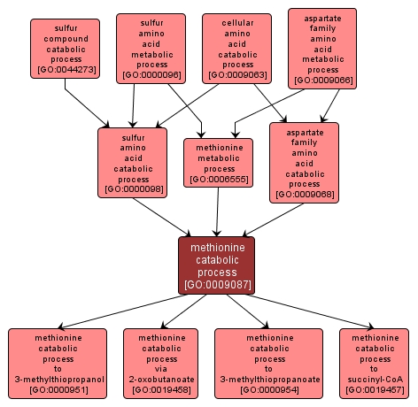 GO:0009087 - methionine catabolic process (interactive image map)