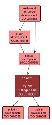 GO:0010087 - phloem or xylem histogenesis (interactive image map)