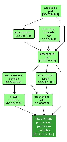 GO:0017087 - mitochondrial processing peptidase complex (interactive image map)