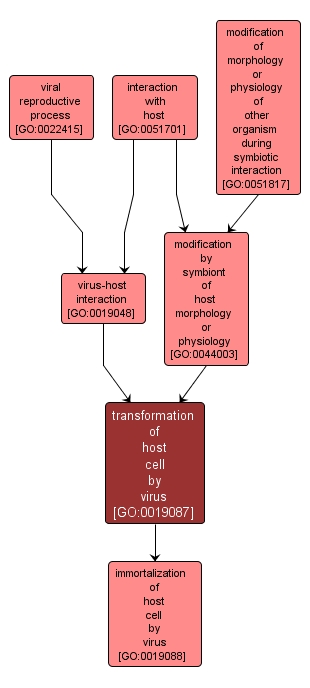 GO:0019087 - transformation of host cell by virus (interactive image map)