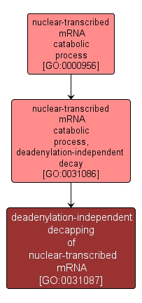 GO:0031087 - deadenylation-independent decapping of nuclear-transcribed mRNA (interactive image map)