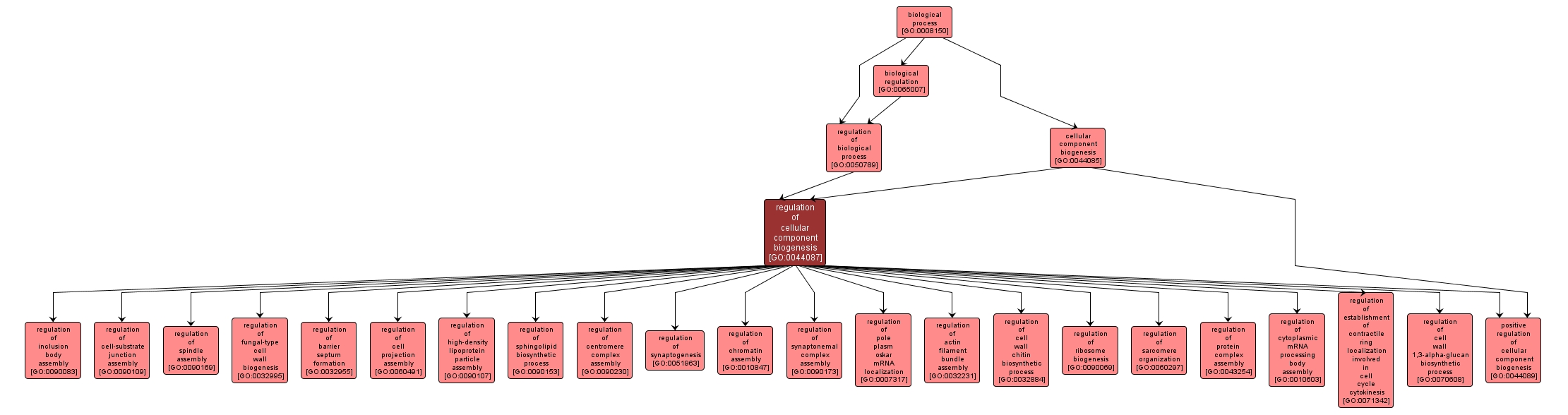 GO:0044087 - regulation of cellular component biogenesis (interactive image map)