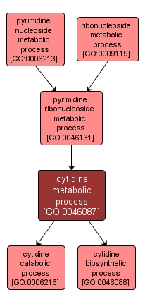 GO:0046087 - cytidine metabolic process (interactive image map)