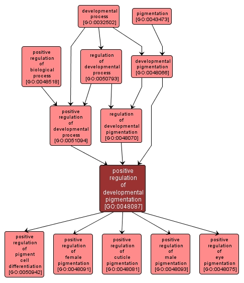 GO:0048087 - positive regulation of developmental pigmentation (interactive image map)