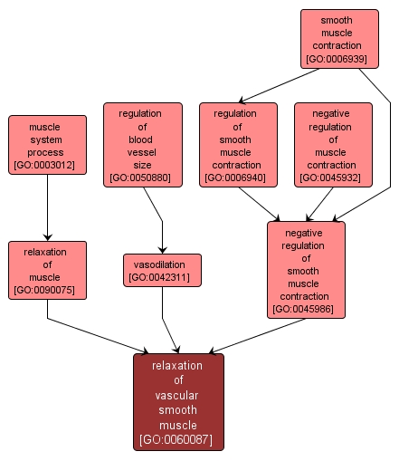 GO:0060087 - relaxation of vascular smooth muscle (interactive image map)