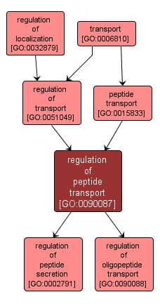 GO:0090087 - regulation of peptide transport (interactive image map)