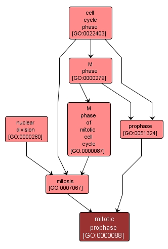 GO:0000088 - mitotic prophase (interactive image map)