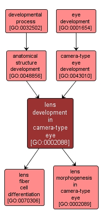 GO:0002088 - lens development in camera-type eye (interactive image map)