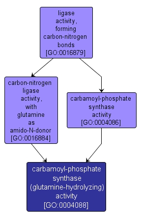 GO:0004088 - carbamoyl-phosphate synthase (glutamine-hydrolyzing) activity (interactive image map)