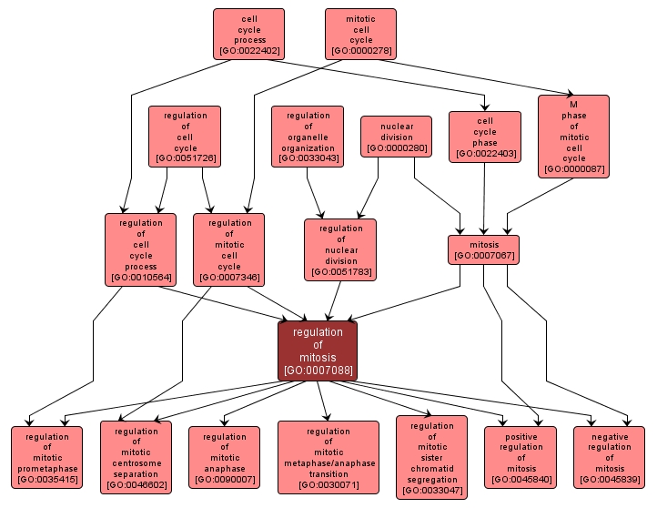 GO:0007088 - regulation of mitosis (interactive image map)