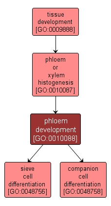 GO:0010088 - phloem development (interactive image map)