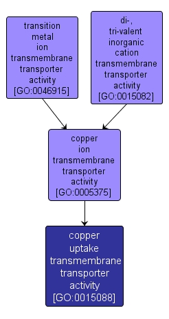 GO:0015088 - copper uptake transmembrane transporter activity (interactive image map)