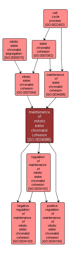 GO:0034088 - maintenance of mitotic sister chromatid cohesion (interactive image map)