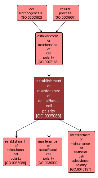 GO:0035088 - establishment or maintenance of apical/basal cell polarity (interactive image map)