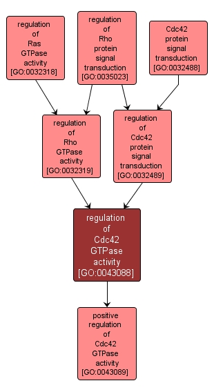 GO:0043088 - regulation of Cdc42 GTPase activity (interactive image map)