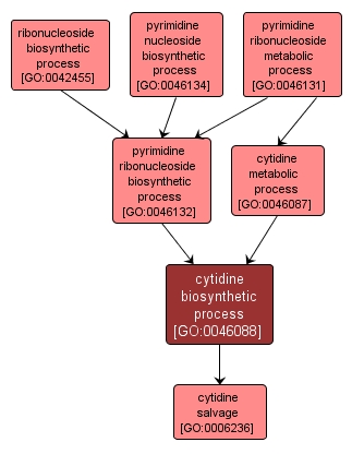 GO:0046088 - cytidine biosynthetic process (interactive image map)