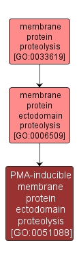 GO:0051088 - PMA-inducible membrane protein ectodomain proteolysis (interactive image map)