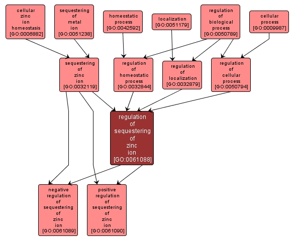 GO:0061088 - regulation of sequestering of zinc ion (interactive image map)