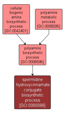 GO:0080088 - spermidine hydroxycinnamate conjugate biosynthetic process (interactive image map)