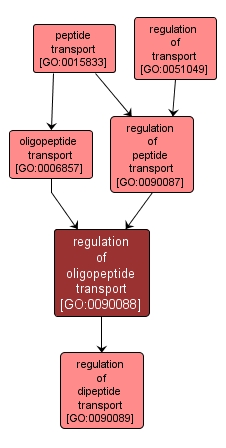 GO:0090088 - regulation of oligopeptide transport (interactive image map)