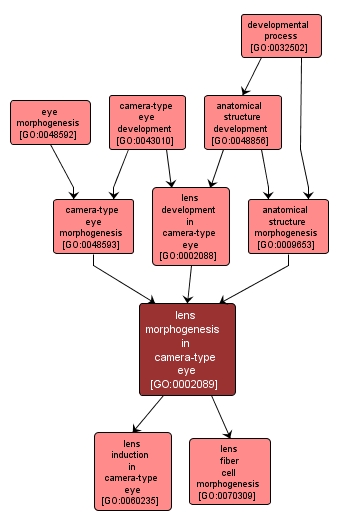 GO:0002089 - lens morphogenesis in camera-type eye (interactive image map)