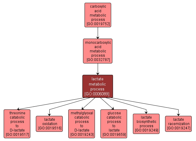 GO:0006089 - lactate metabolic process (interactive image map)