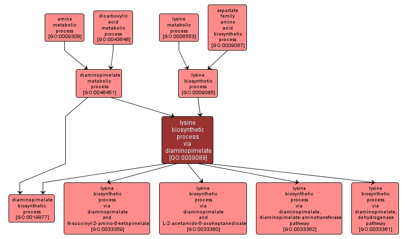 GO:0009089 - lysine biosynthetic process via diaminopimelate (interactive image map)