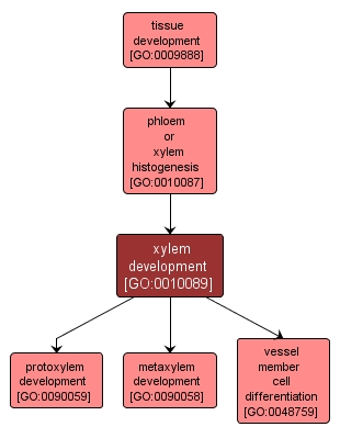 GO:0010089 - xylem development (interactive image map)