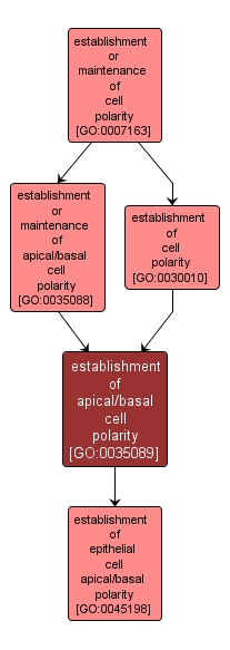 GO:0035089 - establishment of apical/basal cell polarity (interactive image map)