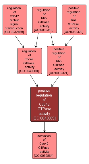 GO:0043089 - positive regulation of Cdc42 GTPase activity (interactive image map)