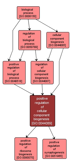 GO:0044089 - positive regulation of cellular component biogenesis (interactive image map)