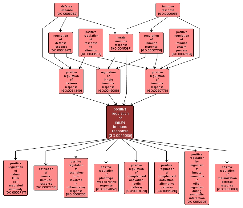 GO:0045089 - positive regulation of innate immune response (interactive image map)