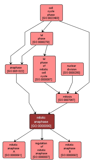 GO:0000090 - mitotic anaphase (interactive image map)