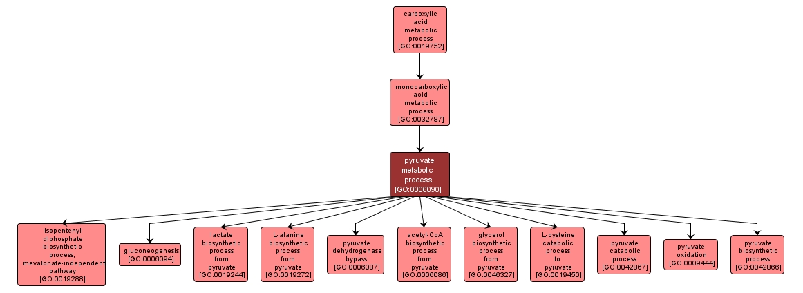 GO:0006090 - pyruvate metabolic process (interactive image map)