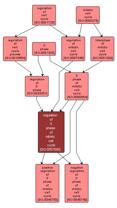 GO:0007090 - regulation of S phase of mitotic cell cycle (interactive image map)