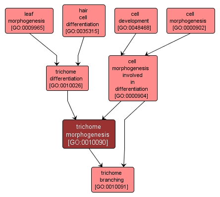 GO:0010090 - trichome morphogenesis (interactive image map)