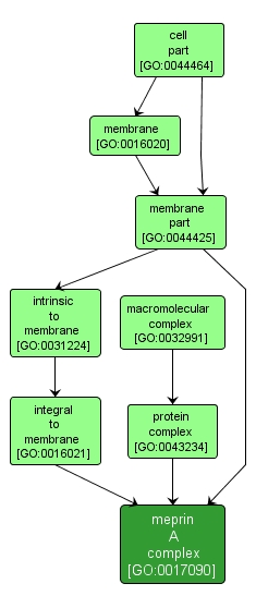 GO:0017090 - meprin A complex (interactive image map)