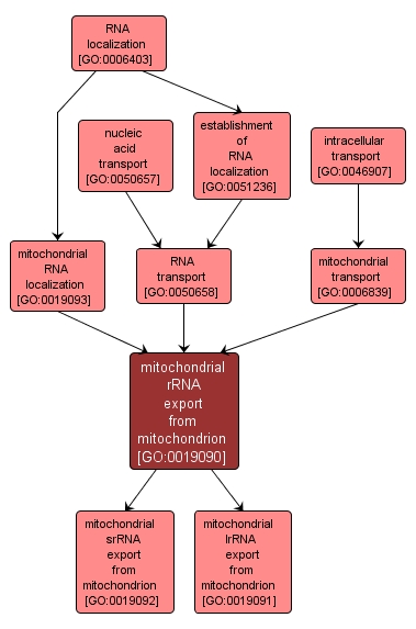 GO:0019090 - mitochondrial rRNA export from mitochondrion (interactive image map)