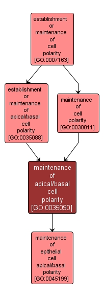 GO:0035090 - maintenance of apical/basal cell polarity (interactive image map)