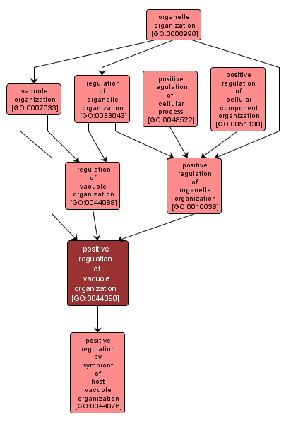 GO:0044090 - positive regulation of vacuole organization (interactive image map)