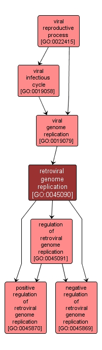 GO:0045090 - retroviral genome replication (interactive image map)