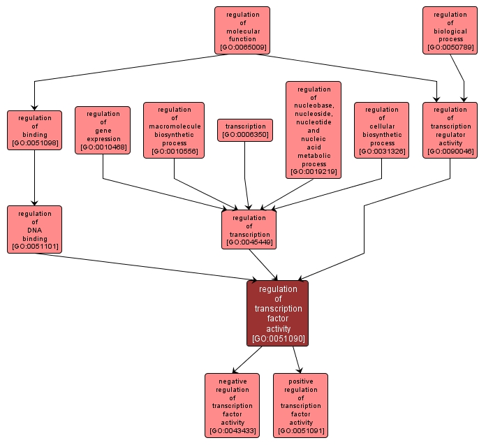 GO:0051090 - regulation of transcription factor activity (interactive image map)