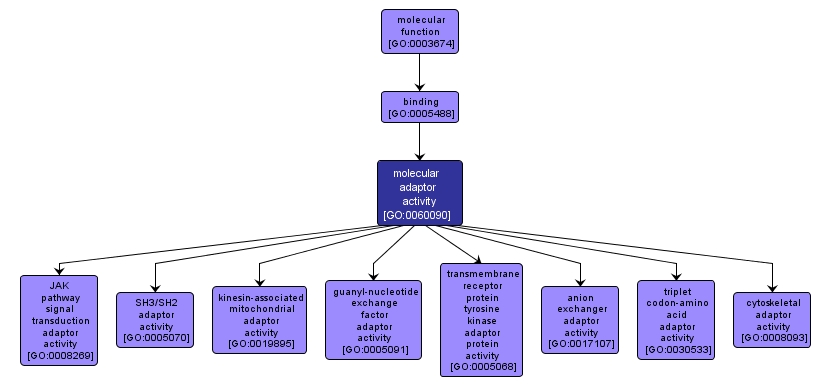 GO:0060090 - molecular adaptor activity (interactive image map)