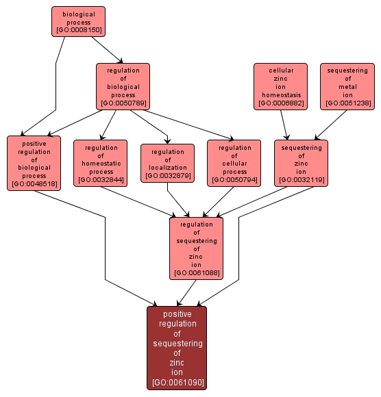 GO:0061090 - positive regulation of sequestering of zinc ion (interactive image map)