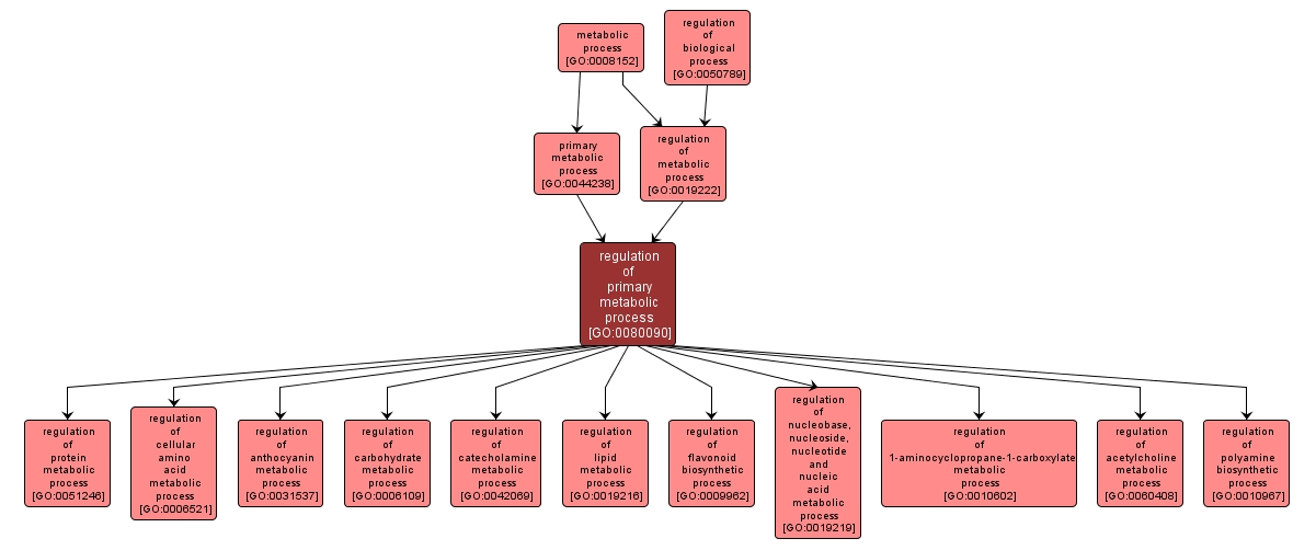 GO:0080090 - regulation of primary metabolic process (interactive image map)