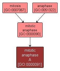 GO:0000091 - mitotic anaphase A (interactive image map)