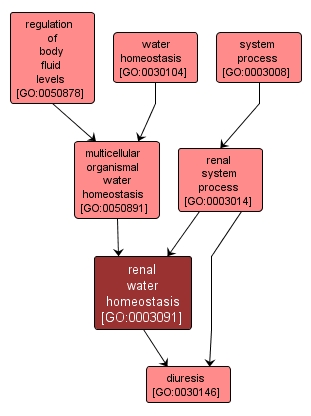 GO:0003091 - renal water homeostasis (interactive image map)