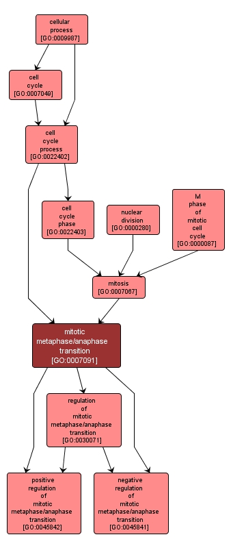 GO:0007091 - mitotic metaphase/anaphase transition (interactive image map)